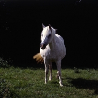 Picture of Connemara pony mare front view 