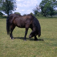 Picture of Connemara pony rubbing head on foreleg