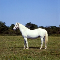 Picture of connemara pony side view