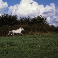 Picture of Connemara pony stallion cantering in field