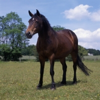 Picture of Connemara pony standing in a field 
