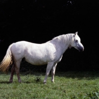 Picture of Connemara pony standing on grass