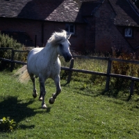 Picture of Connemara pony trotting loose in field, front view 