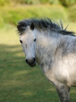 Picture of Connemara pony