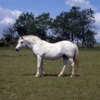 Picture of connemara pony