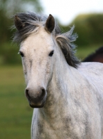 Picture of Connemara pony