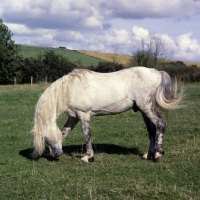 Picture of Connemara stallion checking his territory, full body 