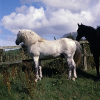 Picture of Connemara stallion looking across field