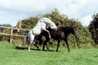 Picture of connemara stallion mounting a connemara mare