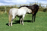 Picture of connemara stallion nuzzling mare