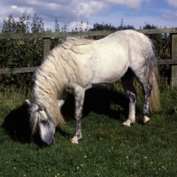 Picture of Connemara stallion smelling ground full body 