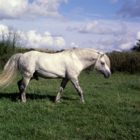 Picture of Connemara stallion walking 