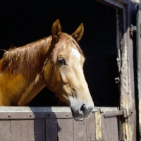 Picture of constance, westphalian warmblood mare 
