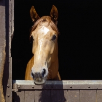 Picture of constance, westphalian warmblood mare looking out of stable door