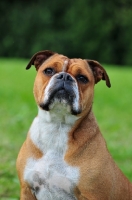 Picture of Continental Bulldog looking at camera