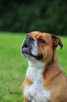 Picture of Continental Bulldog looking up