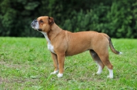 Picture of Continental Bulldog posed