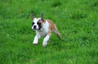 Picture of Continental Bulldog puppy running