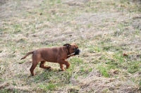 Picture of Continental Bulldog puppy with stick