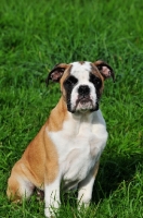 Picture of Continental Bulldog puppy