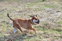 Picture of Continental Bulldog running