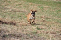 Picture of Continental Bulldog running