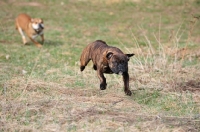 Picture of Continental Bulldog running