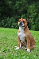 Picture of Continental Bulldog sitting down