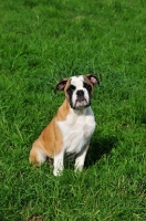 Picture of Continental Bulldog sitting on grass