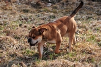 Picture of Continental Bulldog walking