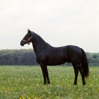 Picture of Conversano 1 Ravata, lipizzaner stallion at Topolcianky