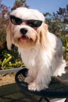 Picture of cool Lhasalier (Cavalier King Charles Spaniel cross Lhasa Apso Hybrid Dog)
