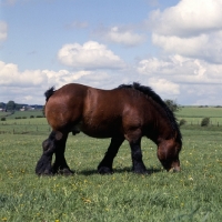 Picture of Coquin d'Acremont,  Ardennais grazing