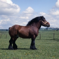 Picture of Coquin d'Agremont,  Ardennais stallion