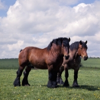 Picture of Coquin d'Agremont, Pitou du Berebois two Ardennais horses in Belgium