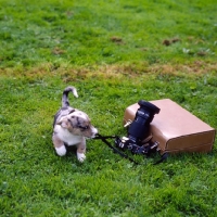 Picture of corgi cardigan puppy playing with a camera