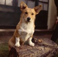 Picture of Corgi dog sitting on log