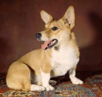 Picture of Corgi dog sitting on patterned carpet