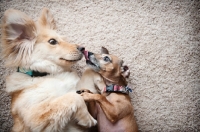 Picture of corgi mix and chihuahua mix nuzzling each other