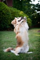 Picture of corgi mix balancing on back legs