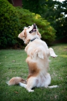 Picture of corgi mix balancing on back legs