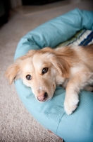Picture of corgi mix lying in blue dog bed with paw outstretched