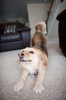 Picture of corgi mix play bowing