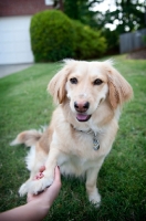 Picture of corgi mix shaking owner's hand