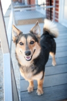 Picture of corgi mix smiling