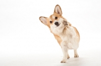 Picture of corgi pointing