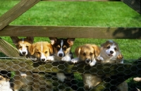 Picture of corgi puppies standing up and looking through gate