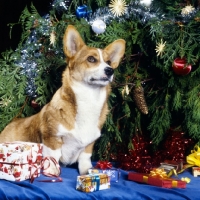 Picture of corgi stting beside christmas tree with presents