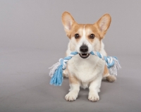 Picture of Corgi with rope