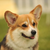 Picture of Corgi